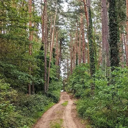 Waldvilla Mit Tiny House Im Kuestenwald Villa