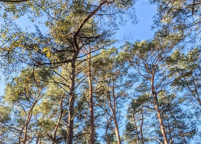 빌라 Waldvilla Mit Tiny House Im Kuestenwald *