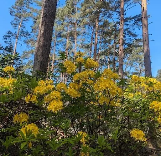 Waldvilla Mit Tiny House Im Kuestenwald * 루브민